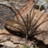Harvestman Cellar Spider - Pholcus opilionoides (Schrank, 1781), female | Fotografijos autorius : Algirdas Vilkas | © Macrogamta.lt | Šis tinklapis priklauso bendruomenei kuri domisi makro fotografija ir fotografuoja gyvąjį makro pasaulį.