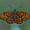 Heath fritillary - Melitaea athalia | Fotografijos autorius : Eglė Vičiuvienė | © Macronature.eu | Macro photography web site