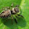 Jumping spider - Evarcha falcata | Fotografijos autorius : Ramunė Vakarė | © Macrogamta.lt | Šis tinklapis priklauso bendruomenei kuri domisi makro fotografija ir fotografuoja gyvąjį makro pasaulį.