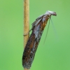 Knot-horn moth - Selagia spadicella | Fotografijos autorius : Romas Ferenca | © Macronature.eu | Macro photography web site
