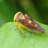 Leafhopper - Populicerus populi | Fotografijos autorius : Romas Ferenca | © Macronature.eu | Macro photography web site