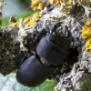 Lesser stag beetle - Dorcus parallelipipedus | Fotografijos autorius : Aleksandras Riabčikovas | © Macronature.eu | Macro photography web site