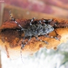 Longhorn beetle  - Aegomorphus clavipes | Fotografijos autorius : Agnė Kulpytė | © Macronature.eu | Macro photography web site