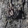 Lynx spider - Oxyopes ramosus | Fotografijos autorius : Valdimantas Grigonis | © Macronature.eu | Macro photography web site