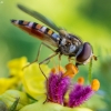 Marmalade hoverfly - Episyrphus balteatus | Fotografijos autorius : Oskaras Venckus | © Macronature.eu | Macro photography web site
