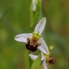 Bee Orchid - Ophrys apifera | Fotografijos autorius : Aivaras Banevičius | © Macronature.eu | Macro photography web site