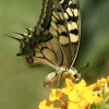 Swallowtail - Papilio machaon | Fotografijos autorius : Aivaras Banevičius | © Macronature.eu | Macro photography web site