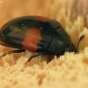 Pleasing fungus beetle - Tritoma subbasalis | Fotografijos autorius : Vidas Brazauskas | © Macronature.eu | Macro photography web site