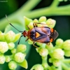 Red-spotted plant bug - Deraeocoris ruber | Fotografijos autorius : Virginijus Jaseliunas | © Macronature.eu | Macro photography web site