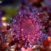 Apskritalapė saulašarė - Drosera rotundifolia | Fotografijos autorius : Rasa Gražulevičiūtė | © Macronature.eu | Macro photography web site