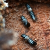 Rove beetles - Trumpasparniai | Fotografijos autorius : Kazimieras Martinaitis | © Macronature.eu | Macro photography web site