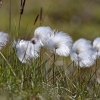 Scheuchzer's Arctic cottongrass - Eriophorum scheuchzeri ssp. arcticum | Fotografijos autorius : Gediminas Gražulevičius | © Macronature.eu | Macro photography web site