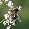 Cuckoo bumblebee - Bombus (Psithyrus) sp. | Fotografijos autorius : Vytautas Gluoksnis | © Macronature.eu | Macro photography web site