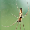 Shadow stretch spider - Tetragnatha montana | Fotografijos autorius : Žygimantas Obelevičius | © Macronature.eu | Macro photography web site