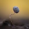 Slime mold - Physarum sp. | Fotografijos autorius : Eglė Vičiuvienė | © Macronature.eu | Macro photography web site