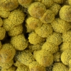 Slime mold - Physarum virescens | Fotografijos autorius : Eglė Vičiuvienė | © Macronature.eu | Macro photography web site