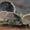 Smoked Oysterling - Resupinatus applicatus | Fotografijos autorius : Gintautas Steiblys | © Macronature.eu | Macro photography web site