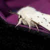 White ermine - Spilosoma lubricipeda | Fotografijos autorius : Oskaras Venckus | © Macronature.eu | Macro photography web site