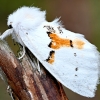 White prominent - Leucodonta bicoloria | Fotografijos autorius : Kazimieras Martinaitis | © Macronature.eu | Macro photography web site