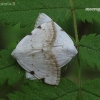 White-pinion Spotted - Lomographa bimaculata | Fotografijos autorius : Vytautas Uselis | © Macronature.eu | Macro photography web site