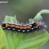 Yellow-tail - Sphrageidus similis, caterpillar | Fotografijos autorius : Algirdas Vilkas | © Macronature.eu | Macro photography web site