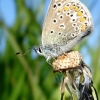 Common blue - Polyommatus icarus | Fotografijos autorius : Aivaras Banevičius | © Macrogamta.lt | Šis tinklapis priklauso bendruomenei kuri domisi makro fotografija ir fotografuoja gyvąjį makro pasaulį.