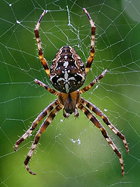 Araneus diadematus TS2.jpg