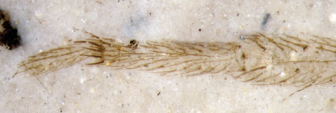 Eoplectreurys-gertschi-3.jpg