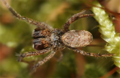 Hyptiotes-paradoxus.jpg