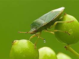 Palomena-prasina-1.jpg