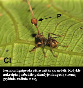 fungus_stroma_ant.jpg