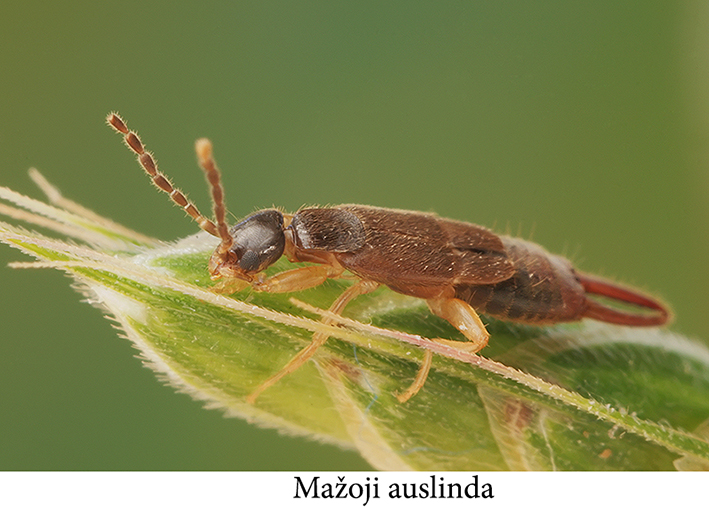 foto: G. Steiblys