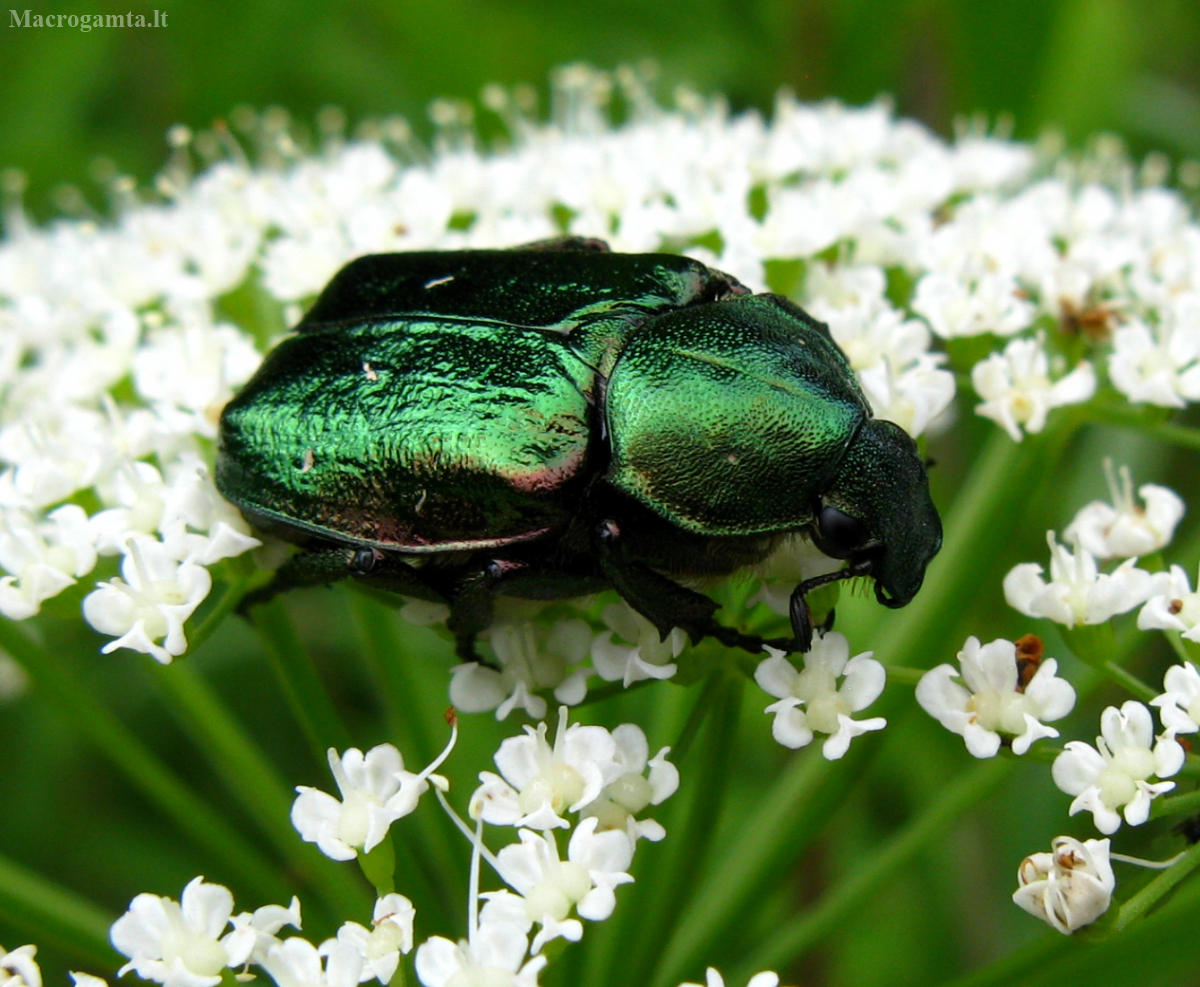 Gnorimus subopacus